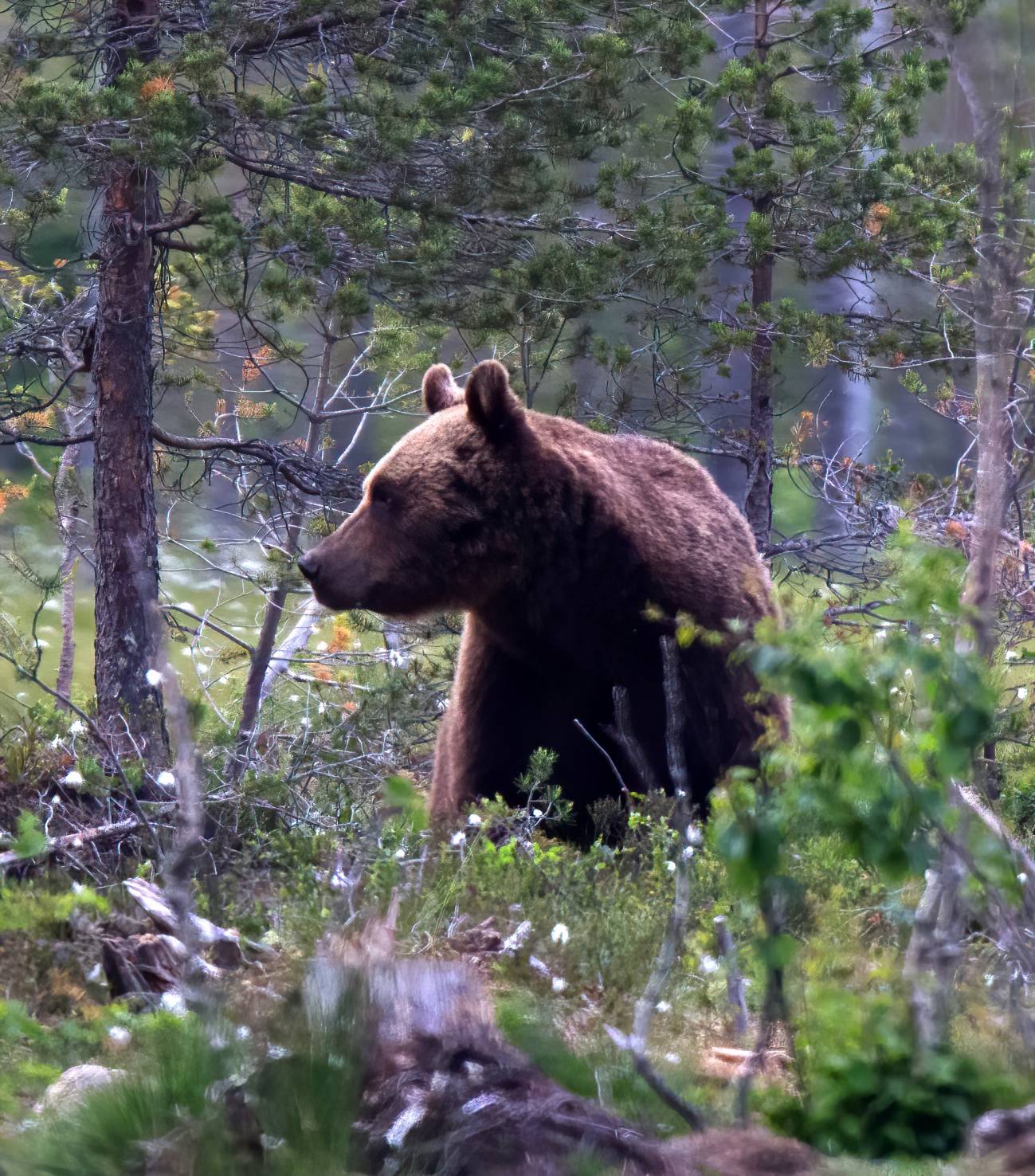 Oso pardo - Restos de osos pardos conservados en Suecia cuentan la historia del uso humano de antibióticos