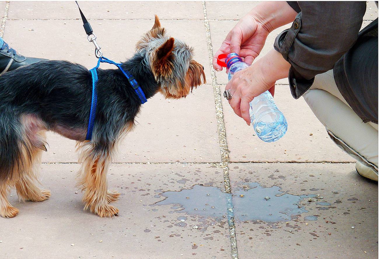 Perro bebiendo - Como afecta el Calor de las Vacaciones Veraniegas a las Mascotas