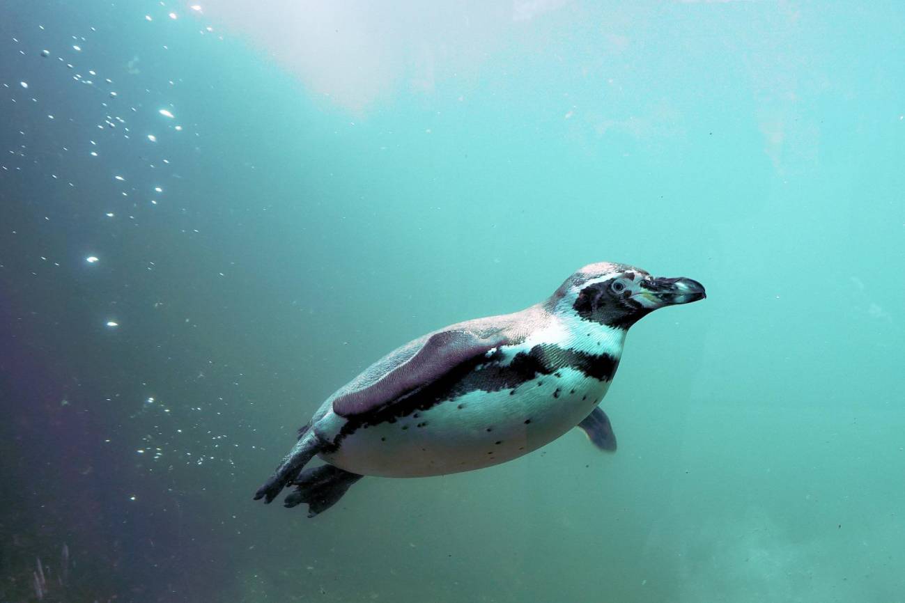 pingüino bajo el agua