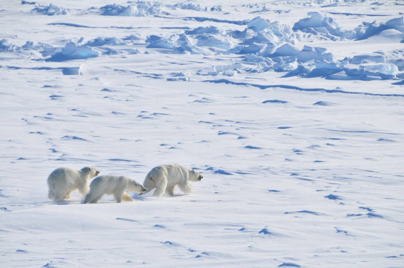 Una madre oso polar y sus cachorros de 2 años en el noroeste de Groenlandia. / Øystein Wiig