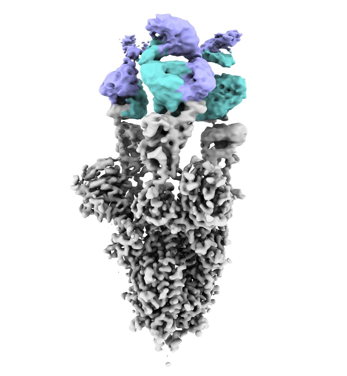 Imagen obtenida por criomicroscopía electrónica de la proteína Spike del virus SARS-CoV2 con el nuevo anticuerpo unido