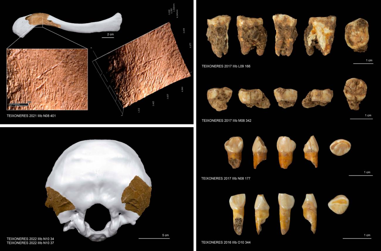 Algunos de los restos humanos recuperados en el nivel IIIb de la Cueva de las Teixoneres