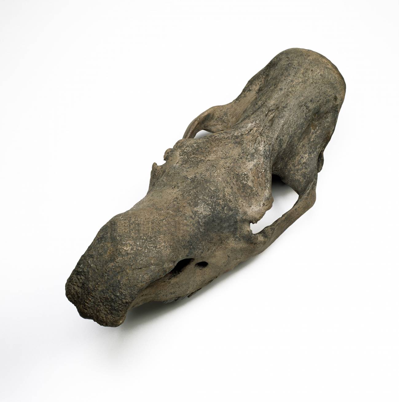 Un ejemplar de rinoceronte lanudo. / © Natural History Museum, London