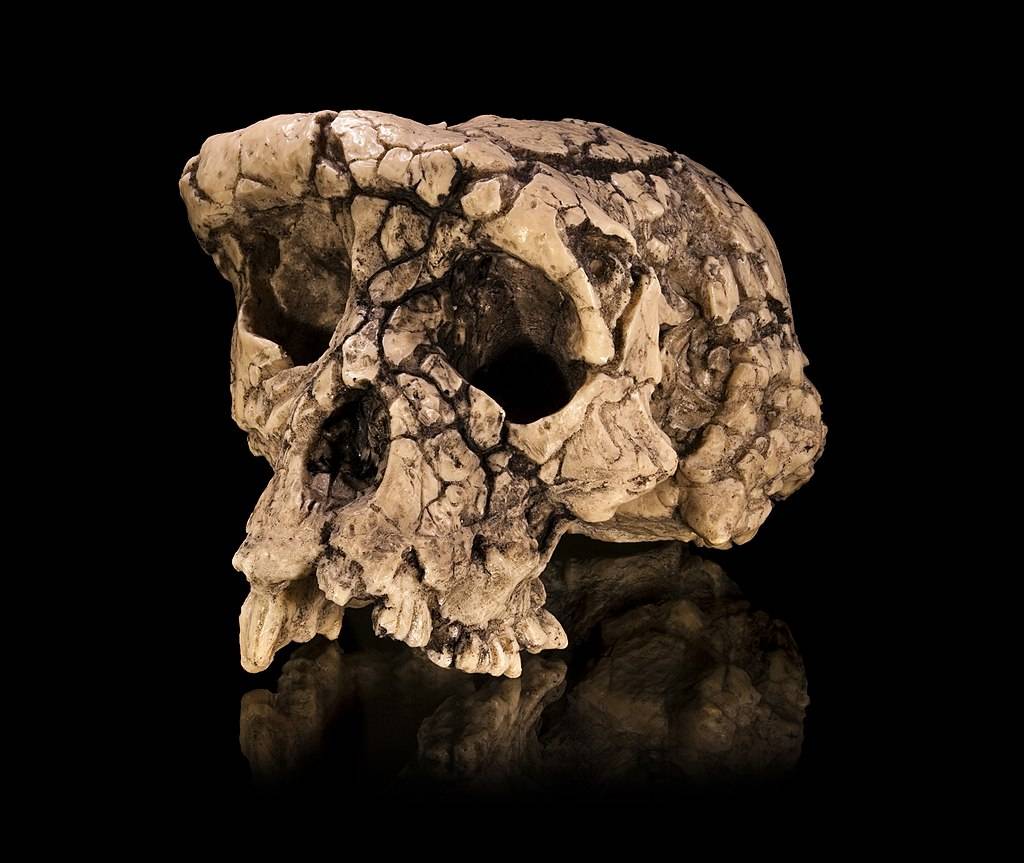 Molde del cráneo de 'Sahelanthropus tchadensis' TM 266-01-060-1, apodado Toumaï,. / Wikipedia