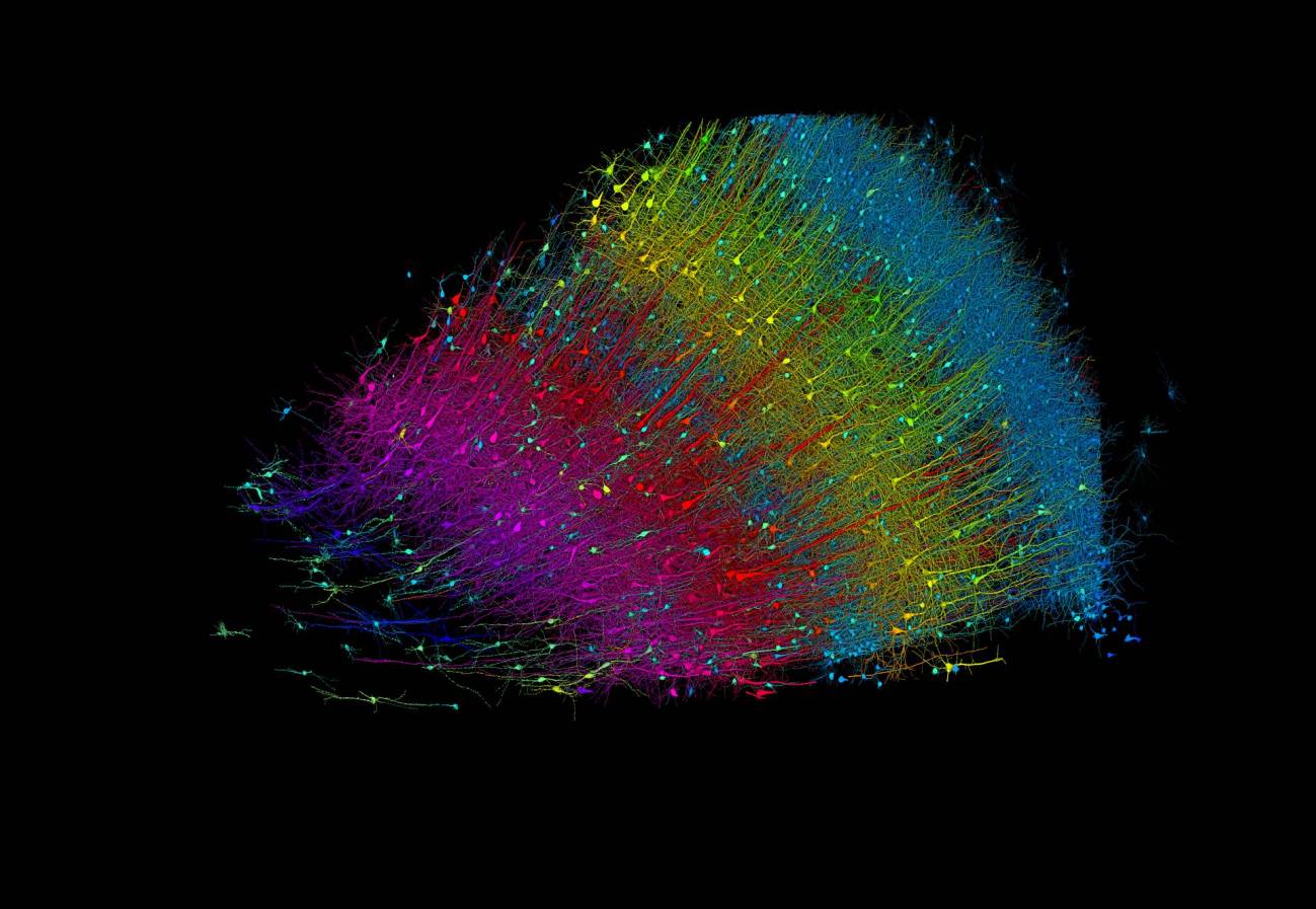 neuronas excitadoras coloreadas