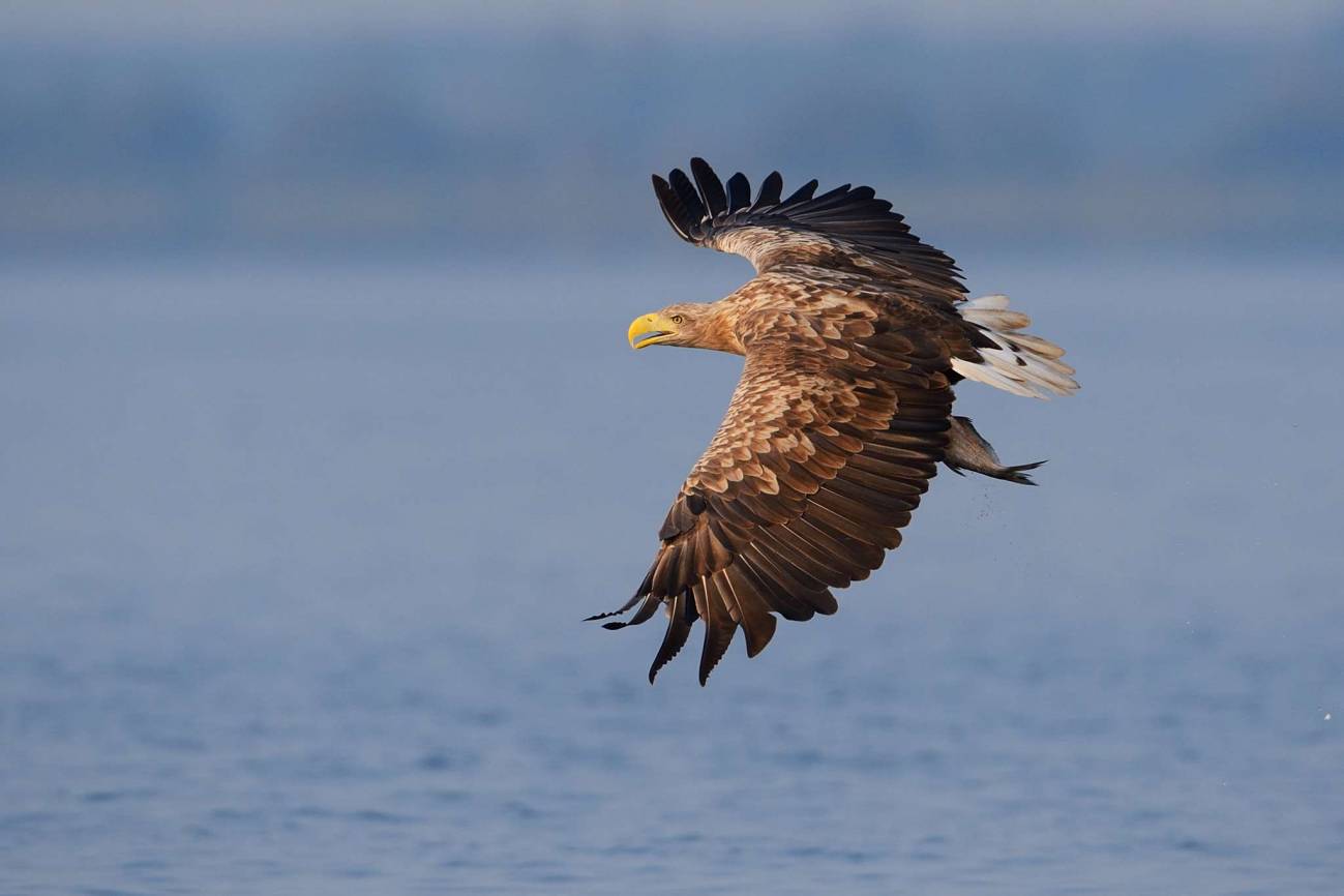 Águila de cola blanca en la zona del Delta Oder