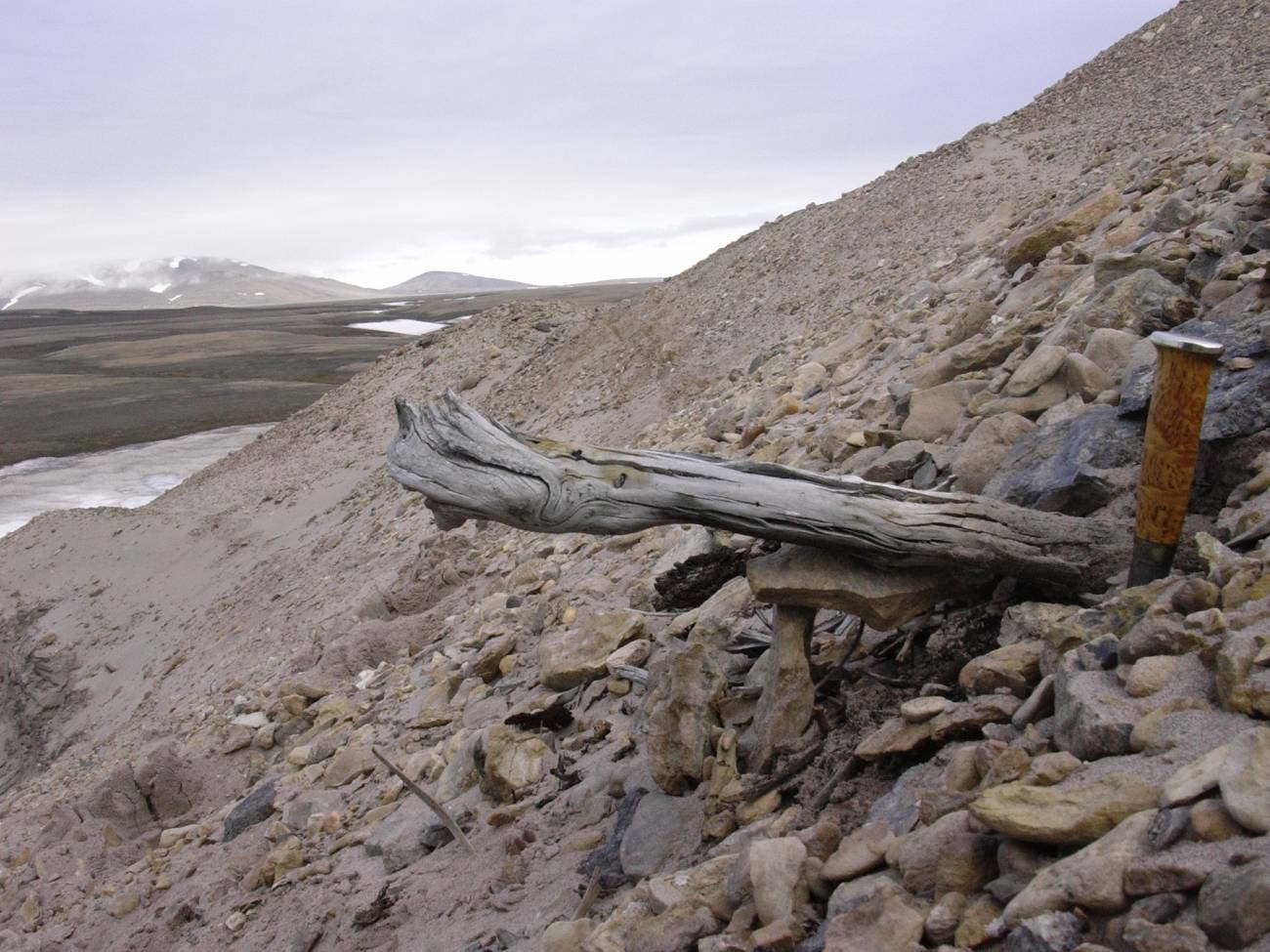Un tronco de dos millones de años de un alerce todavía atrapado en el permafrost dentro de los depósitos costeros. El árbol fue arrastrado al mar por los ríos que erosionaron el antiguo paisaje boscoso. / Svend Funder