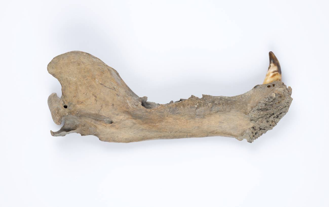 La mandíbula subfósil de un oso polar que vivió hace entre 115.000 y 130.000 años en el archipiélago noruego de Svalbard. / Karsten Sund, Natural History Museum (NHM), University of Oslo