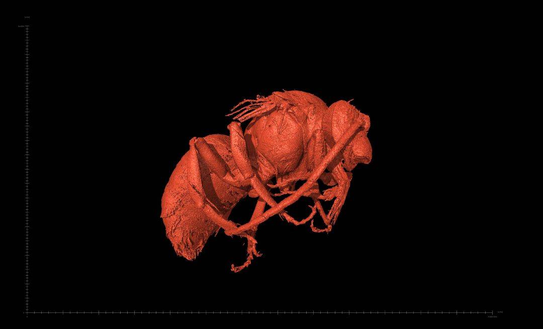 Vista lateral de un macho de Euroceras por tomografía microcomputerizada de rayos X. / US