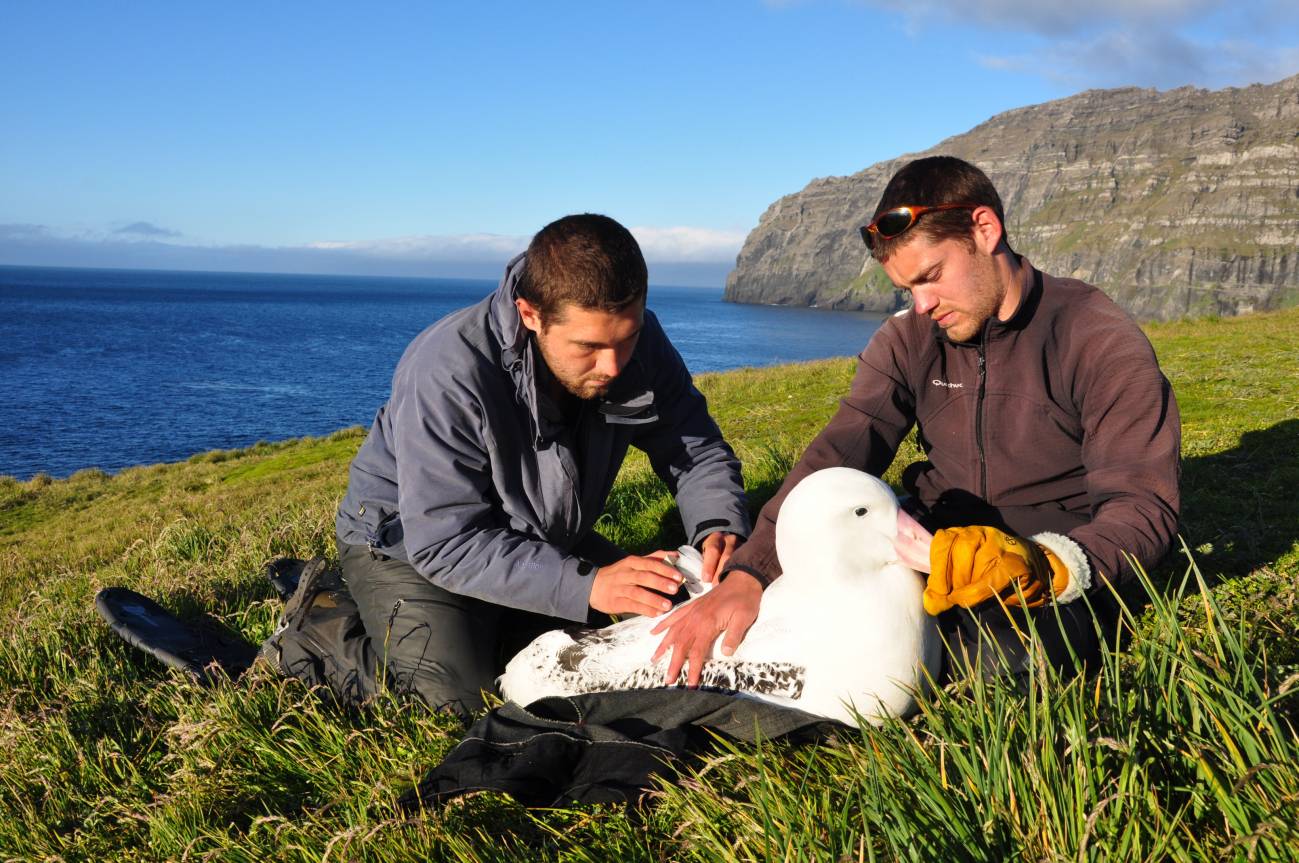 Investigadores sujetan un albatros. Imagen: David Gremillet