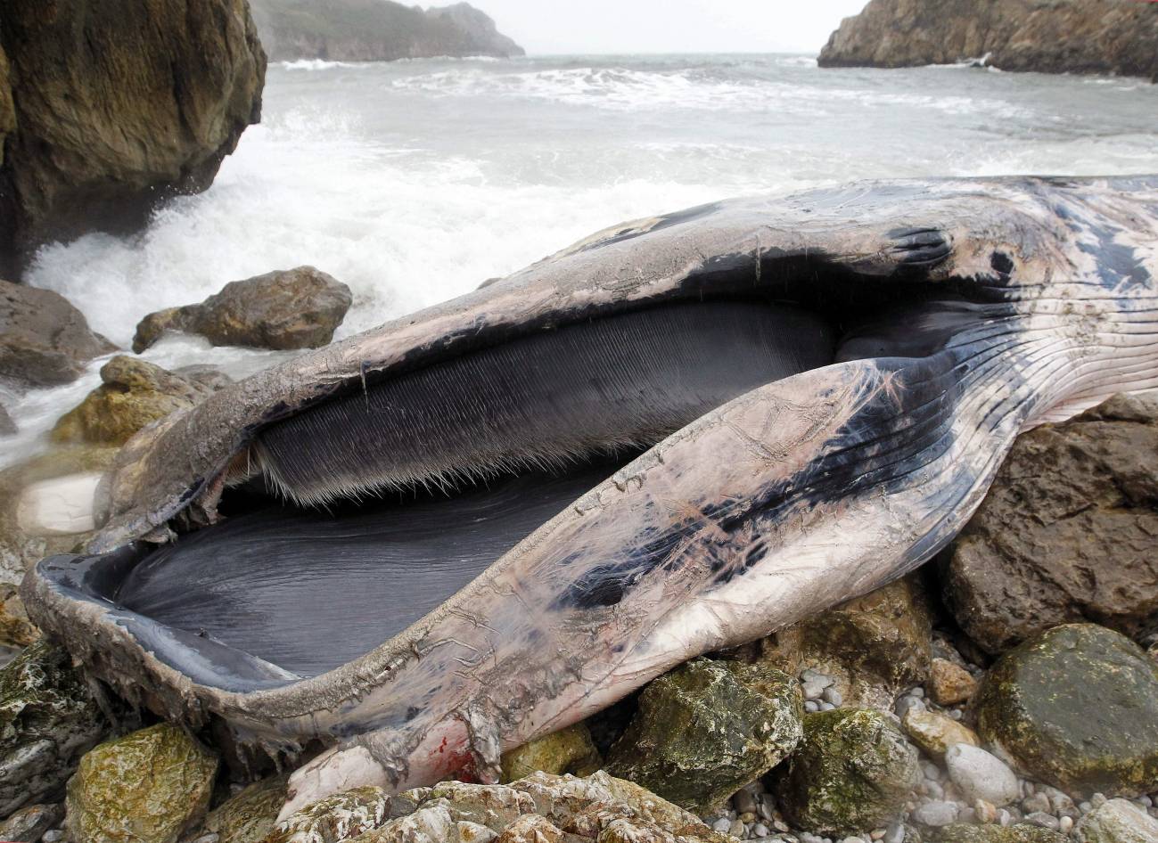 Cadáver de la ballena aparecida en San Vicente de la Barquera. Imagen: Efe