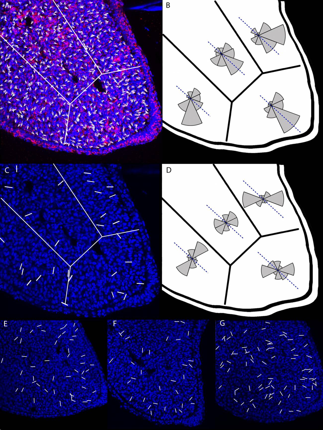 Aparato de Golgi y orientaciones de la división celular de células mesenquimales de yemas de extremidades. 