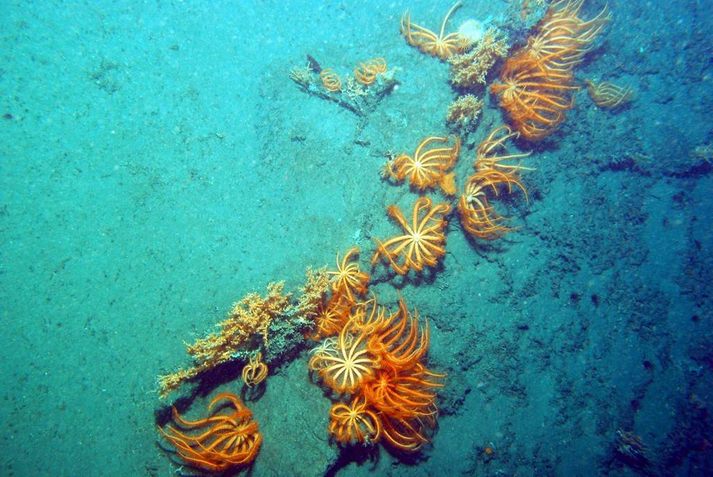 En el Cantábrico, el robot submarino Liropus 2000 filmó por primera vez los ecosistemas más inaccesibles. Imagen: IEO