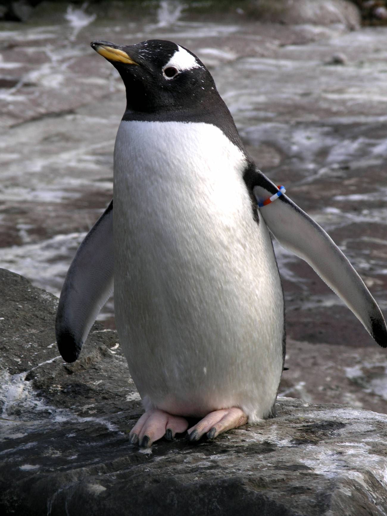 La acción humana amenaza a las poblaciones de pingüinos 
