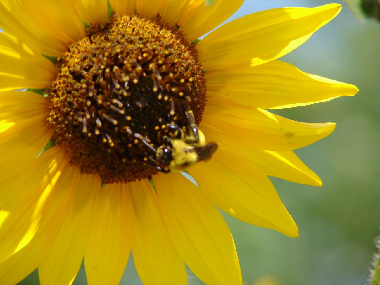 La fidelidad de los polinizadores a una especie de flor depende de la calidad de su polen 