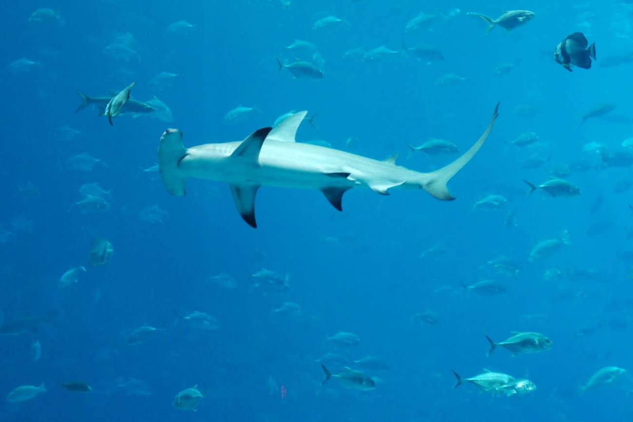 La forma de la cabeza de los tiburones martillo les proporciona una visión excepcional