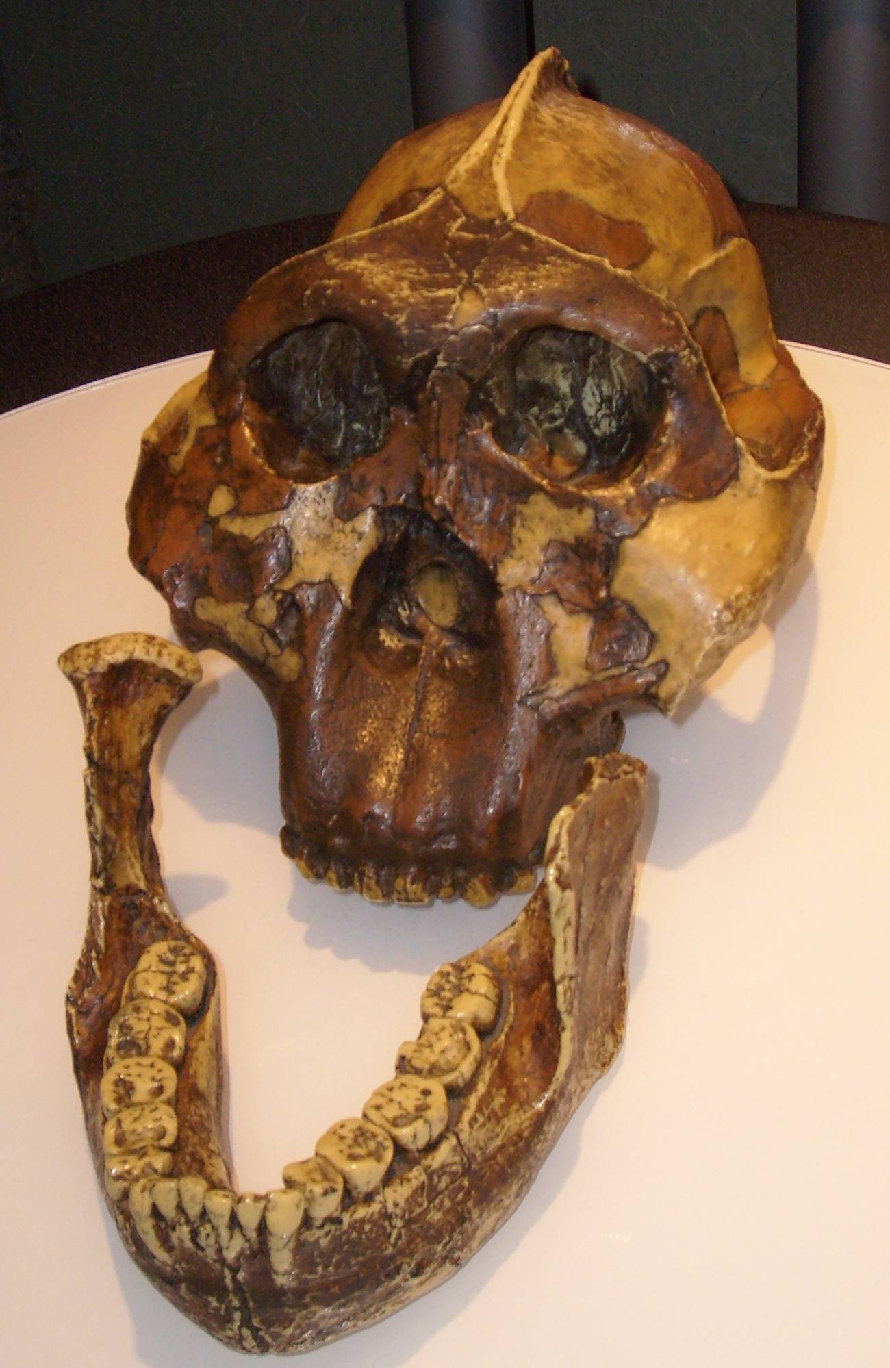 Paranthropus boisei  