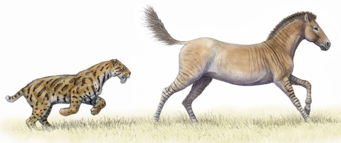 Un tigre dientes de sable (Megantereon) persigue a un caballo.