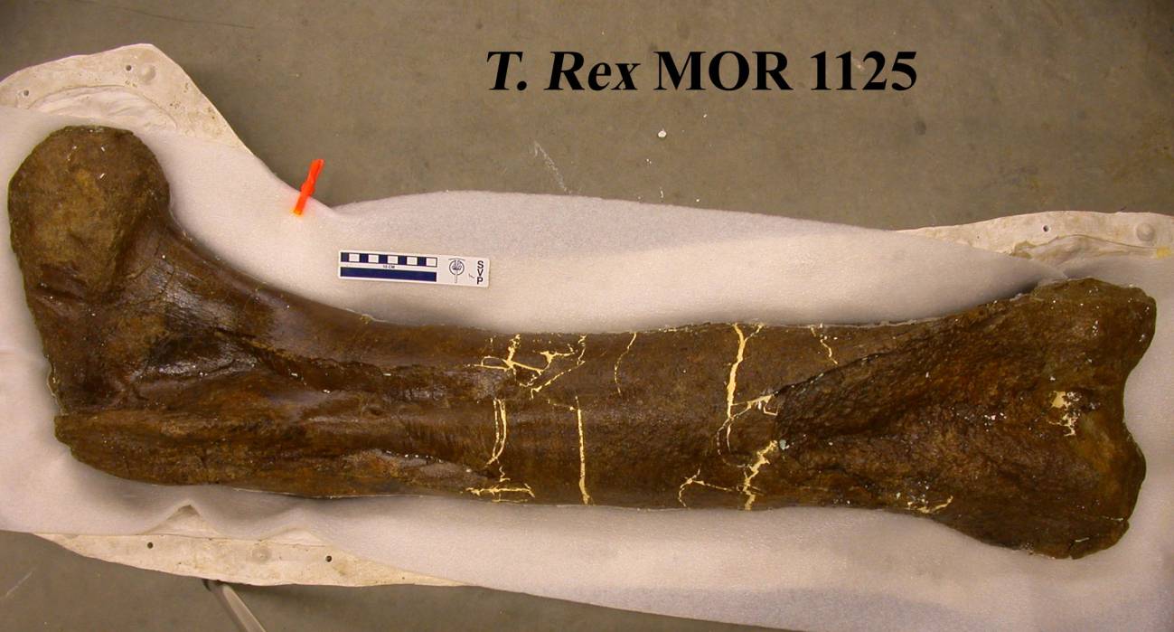 Un análisis molecular confirma la vinculación entre el 'Tyrannosaurus rex' y las aves
