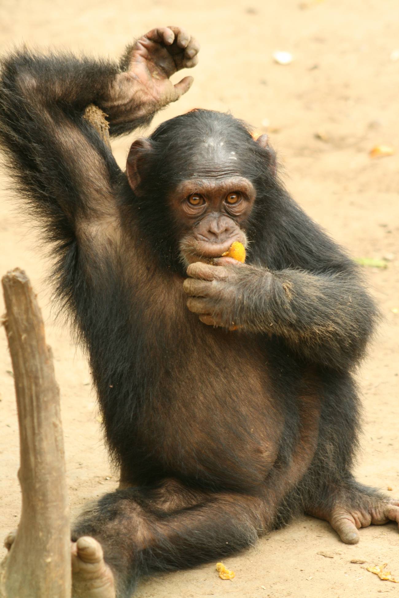 Un cirujano opera a una chimpancé de Camerún