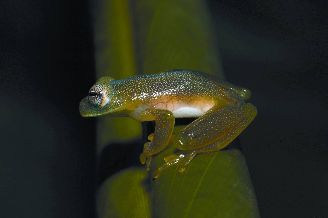 Un fósil de un anfibio resuelve el debate sobre el origen de ranas y salamandras
