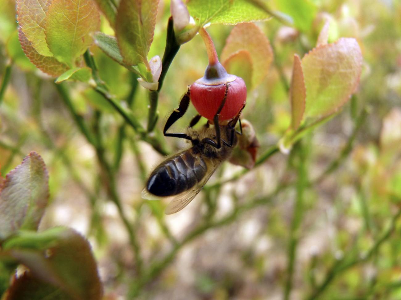 En la imagen, una abeja melífera poliniza una planta. / Fapas