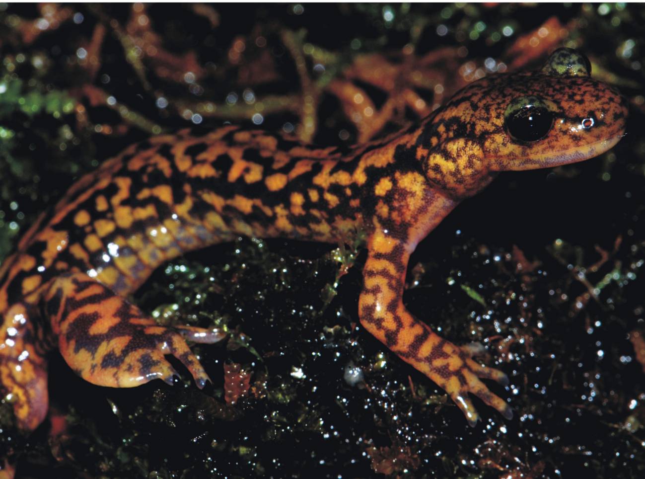 En la fotografía una salamandra de la especie Onychodactylus zhaoermii. Imagen: Nick Poyarkov