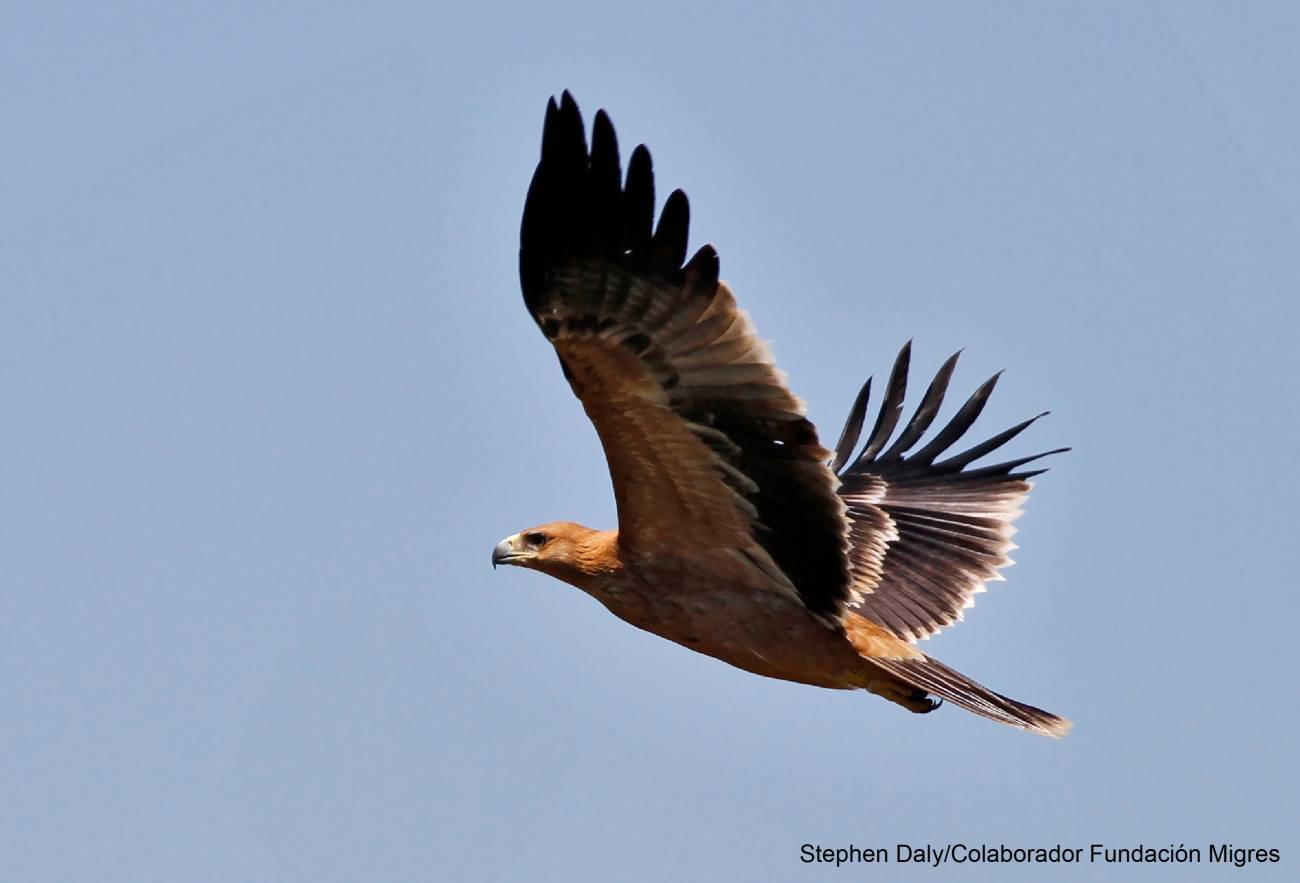 Cinco parejas territoriales de águila imperial se han establecido en Cádiz