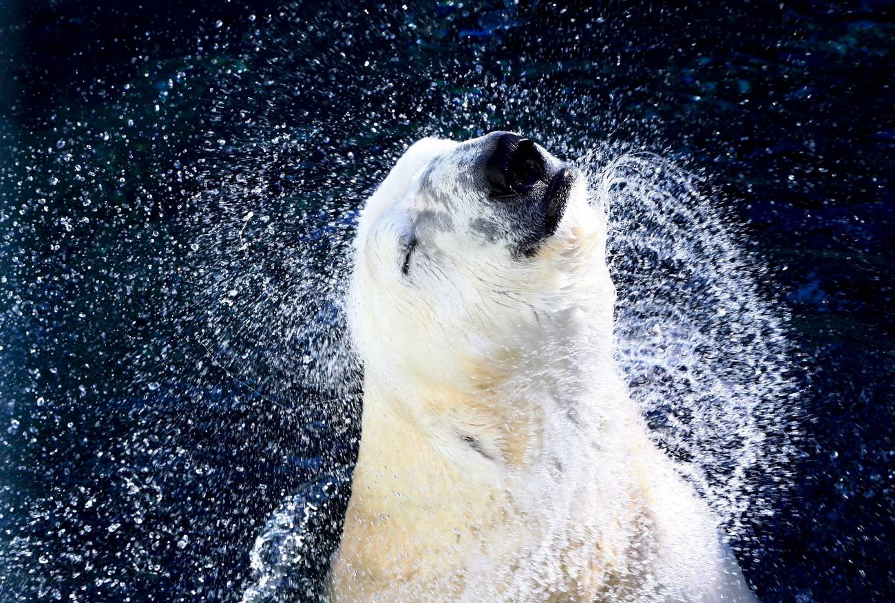 Oso polar es una piscina del parque de diversiones Everland, en Youngin (Corea del Sur). / Efe