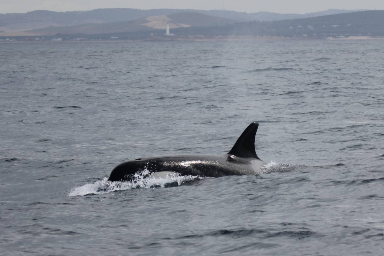 Un grupo de cetáceos cruza el Estrecho de Gibraltar