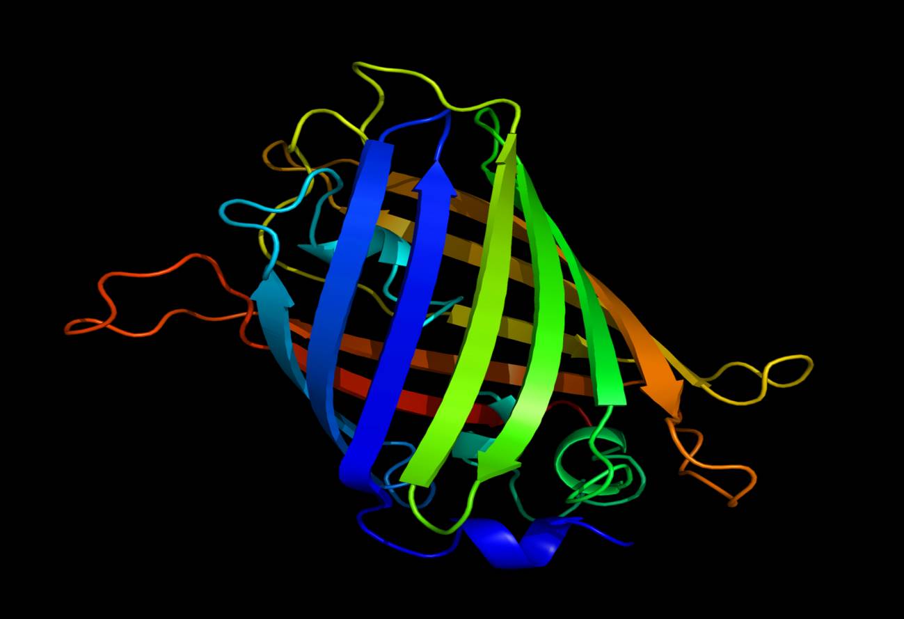 Las proteínas verdes fluorescentes ayudan a medir el calor intracelular. Imagen: Richard Wheeler (Wikipedia)  