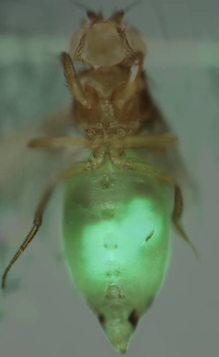 Tumor epitelial (en verde) implantado en una mosca. Imagen: Mariana Muzzopappa / © Lab M. Milán, IRB Barcelona. 