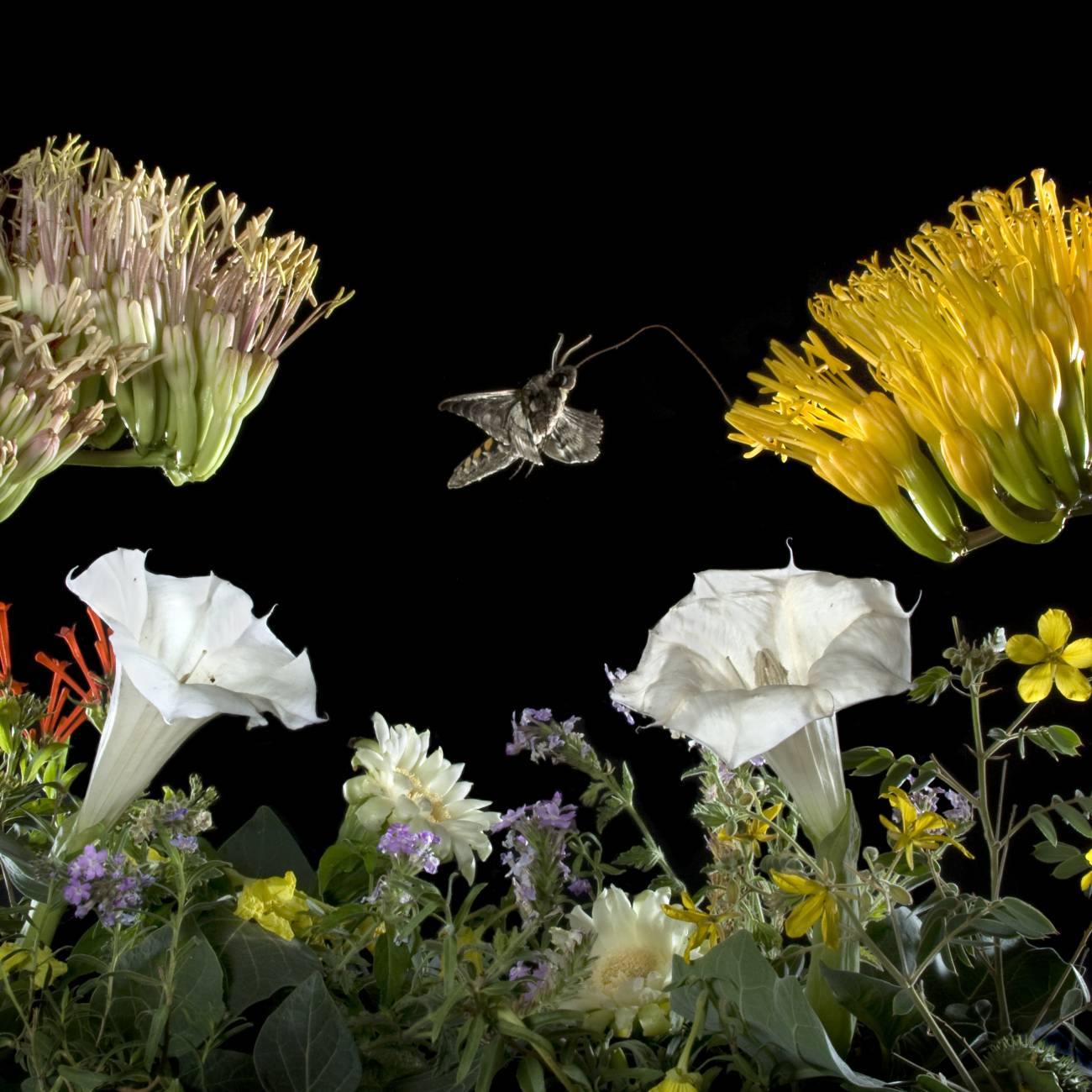 Las polillas cambian de flores porque aprenden a alimentarse de otras cuando sus favoritas no están presentes. Imagen: Charles Hedgcock 