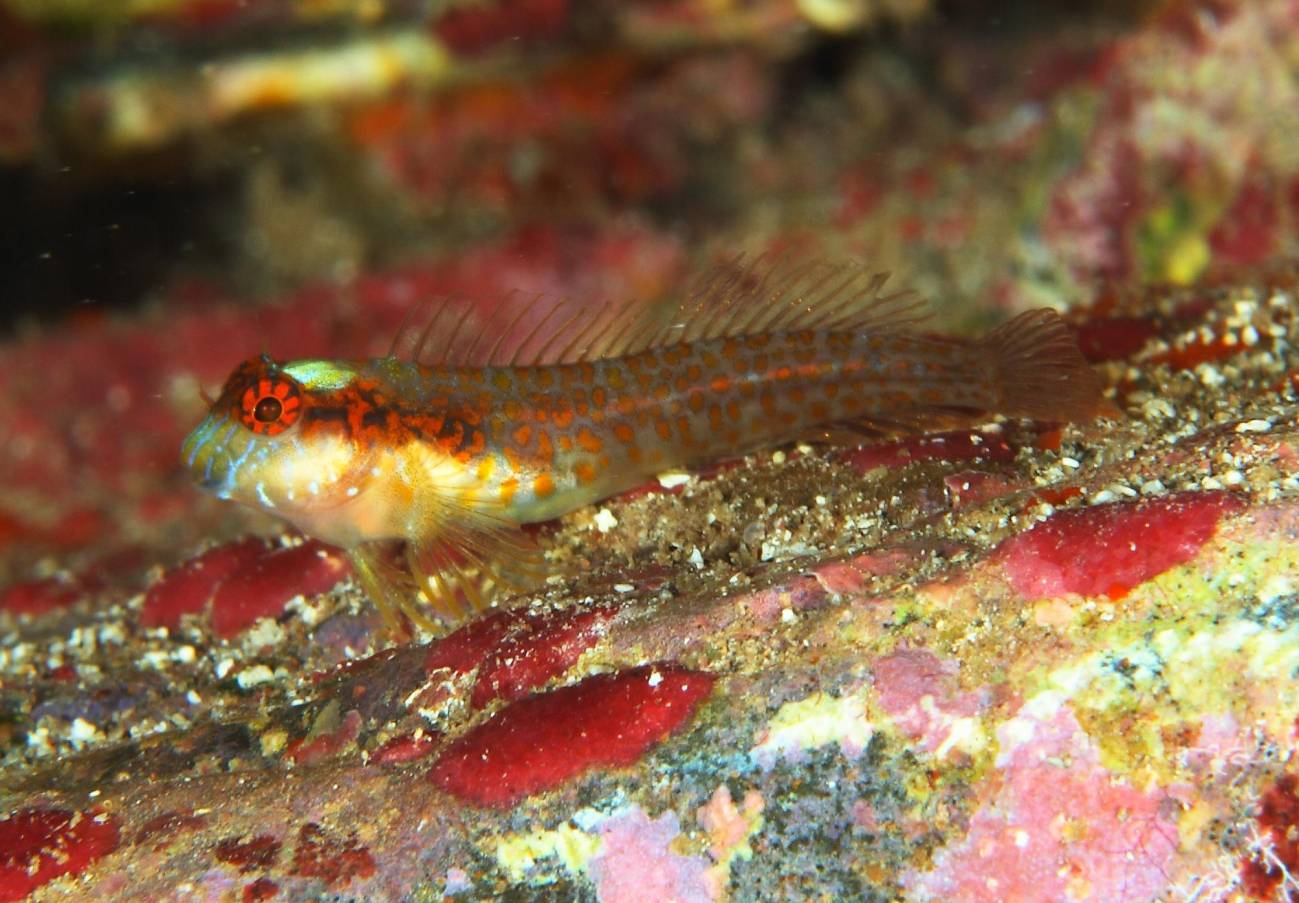 una nueva especie de pez trambollo, el Hypleurochilus brasil, endémico del archipiélago brasileño de Trinidad y Martín Vaz