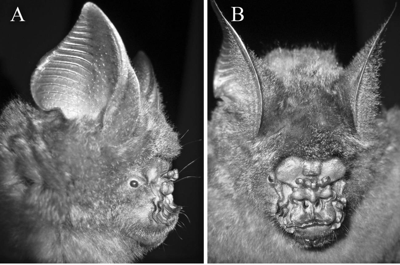 Vistas frontales A) y B laterales) de las orejas y la nariz de un 'Hipposideros griffini'.