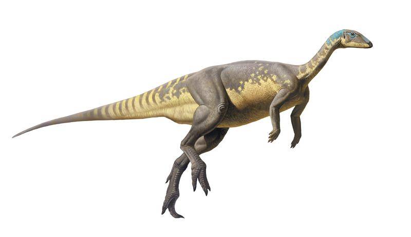 Reconstrucción de Eousdryosaurus, por Raúl Martín. / UNED