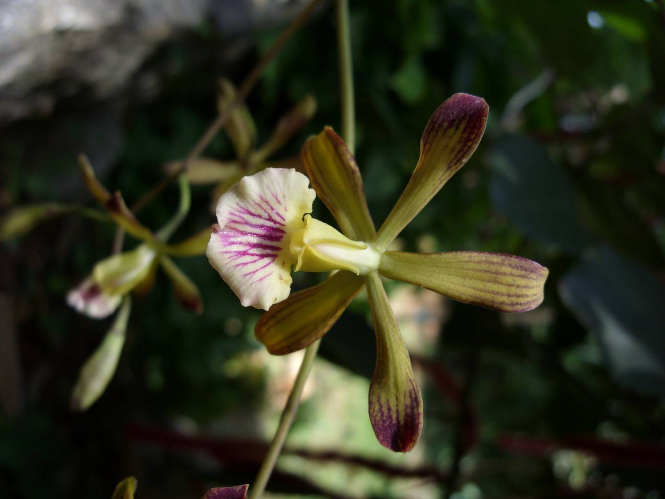 Orchidee der bedrohten Gattung Encyclia (Symbolbild) | Bildquelle: https://www.agenciasinc.es/Noticias/Encuentran-dos-nuevas-especies-de-orquideas-en-Cuba © Angel Vale | Bilder sind in der Regel urheberrechtlich geschützt