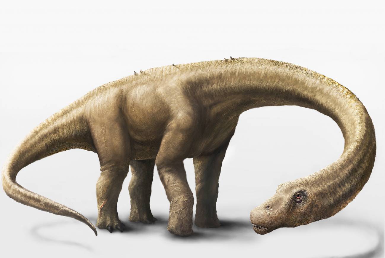 Representación en 3D del Dreadnoughtus schrani, un dinosaurio herbívoro que probablemente pasó gran parte de su vida comiendo grandes cantidades de plantas para mantener su enorme tamaño corporal. /  Mark A. Klingler, Museo Carnegie de Historia Natural