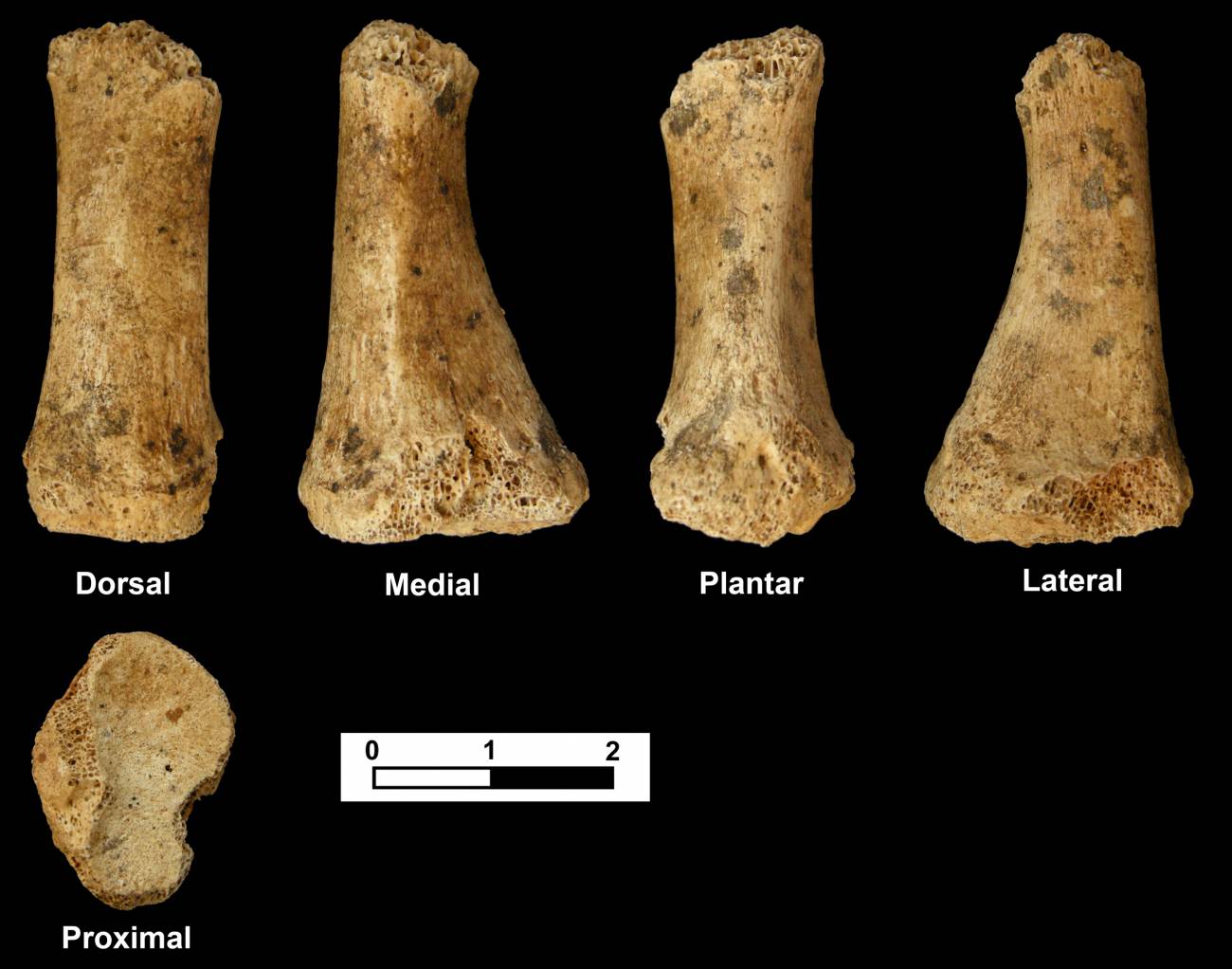 Metatarsiano encontrado, que corresponde al dedo pulgar del pie izquierdo de un adulto neandertal. Imagen: Jesús F. Jordá Pardo.