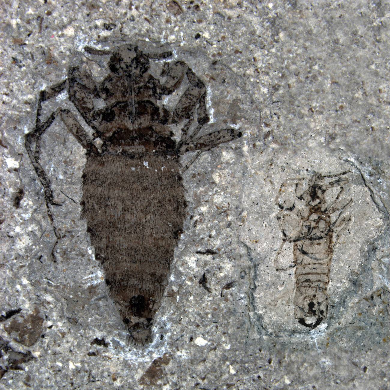 Fósil de pulga gigante
