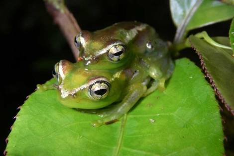 Descubren más de 600 nuevas especies en Madagascar