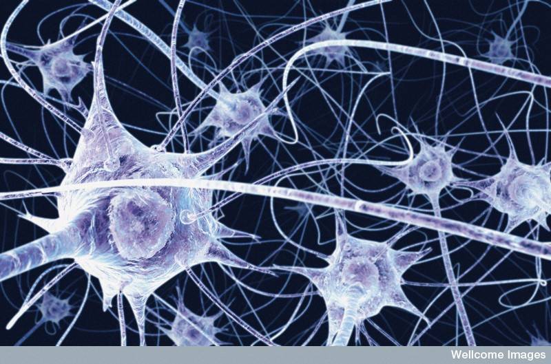 Los problemas cognitivos se deben a defectos en la mielina del sistema nervioso. Imagen: wellcome images 