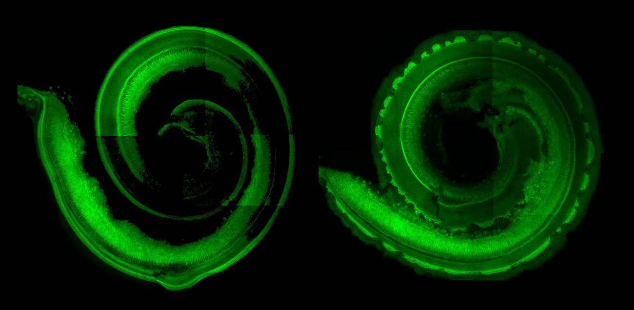 La parte derecha de la imagen pertenece al oído interno de un ratón sin el gen FGF20, es decir, sin capacidad de oir. Imagen: David M. Ornitz
