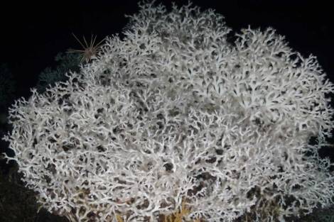 Descubren un gran arrecife de coral en el Mediterráneo