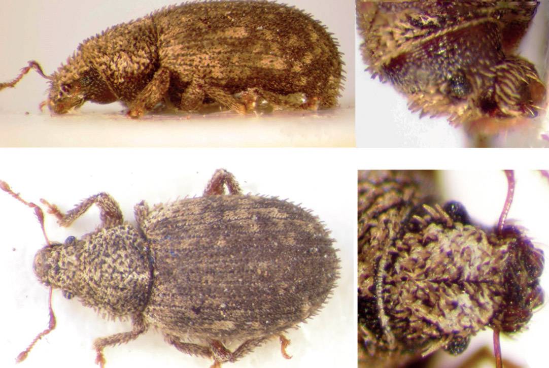 Moreiba, nuevo género de Laparocerini (Coleoptera, Curculionidae) en las islas Canarias./ Miguel A. Alonso Zarazaga.