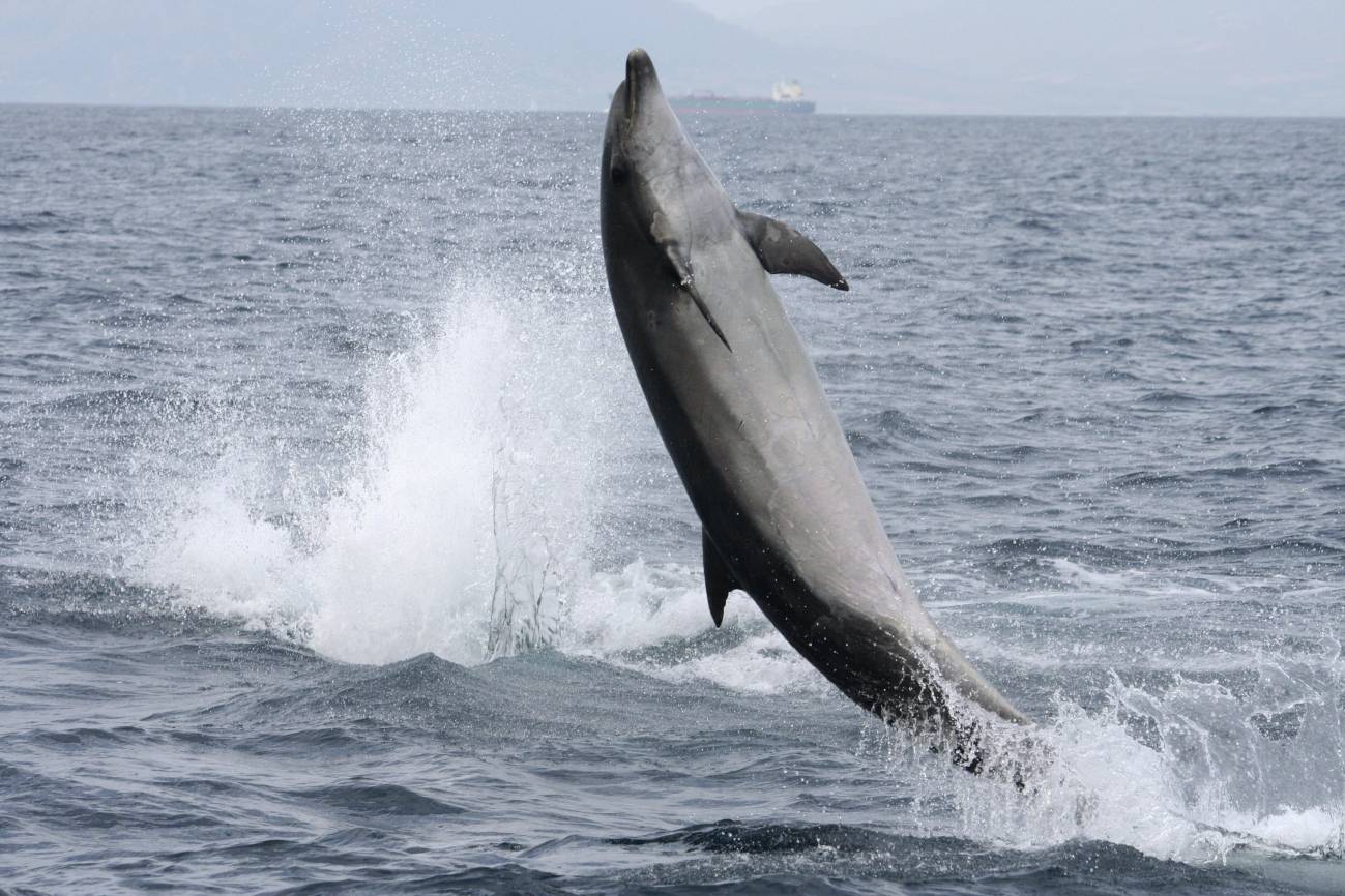 Un delfín en aguas de Canarias. / Efe