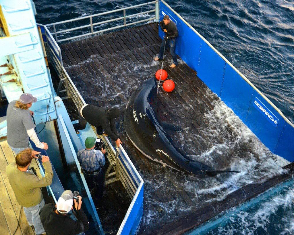 Dos ejemplares del temido gran tiburón blanco, se pasearon este martes 8 de enero de 2013, frente a las turísticas costas de Florida (EEUU)