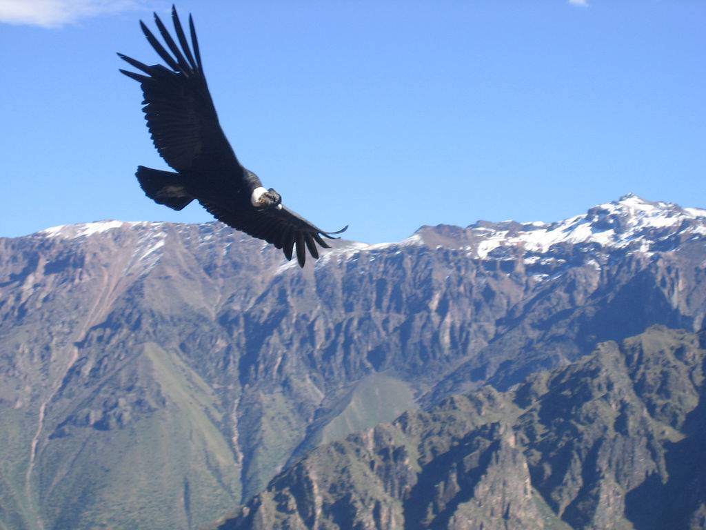 Un cóndor sobrevuela la cordillera de los Andes. Imagen por Matito