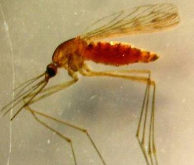 Hembra de Anopheles atroparvus, mosquito con gran capacidad de transmitir malaria. Imagen: Sociedad Española de Parasitología. 