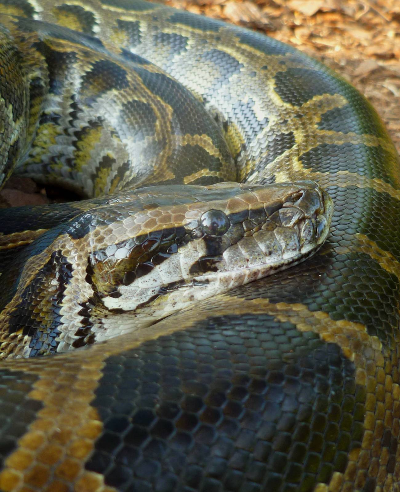 La Pitón de Birmania es la especie de serpiente más grande
